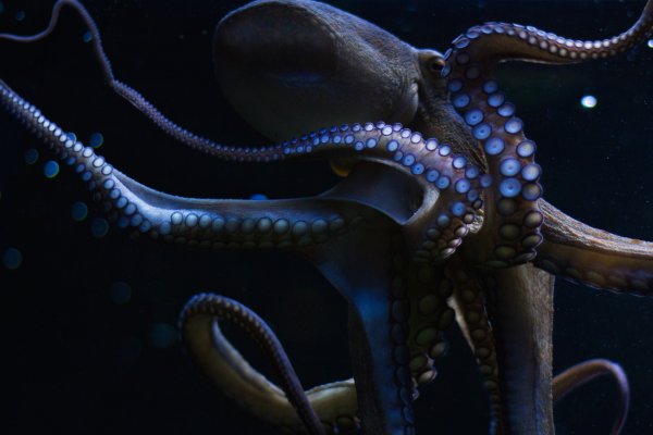 Как зарегистрироваться в kraken